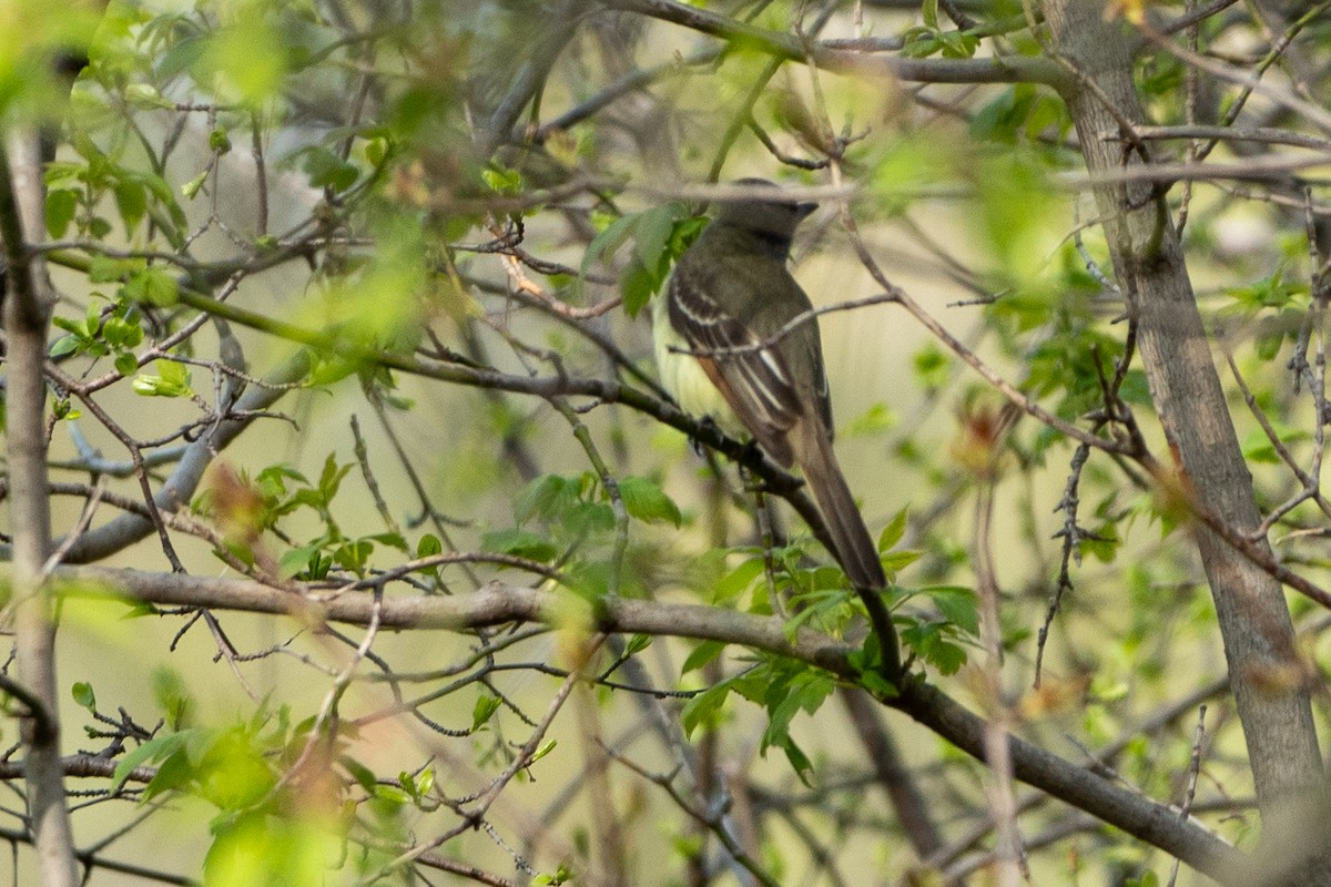 Great Crested Flycatcher - Chad Berry