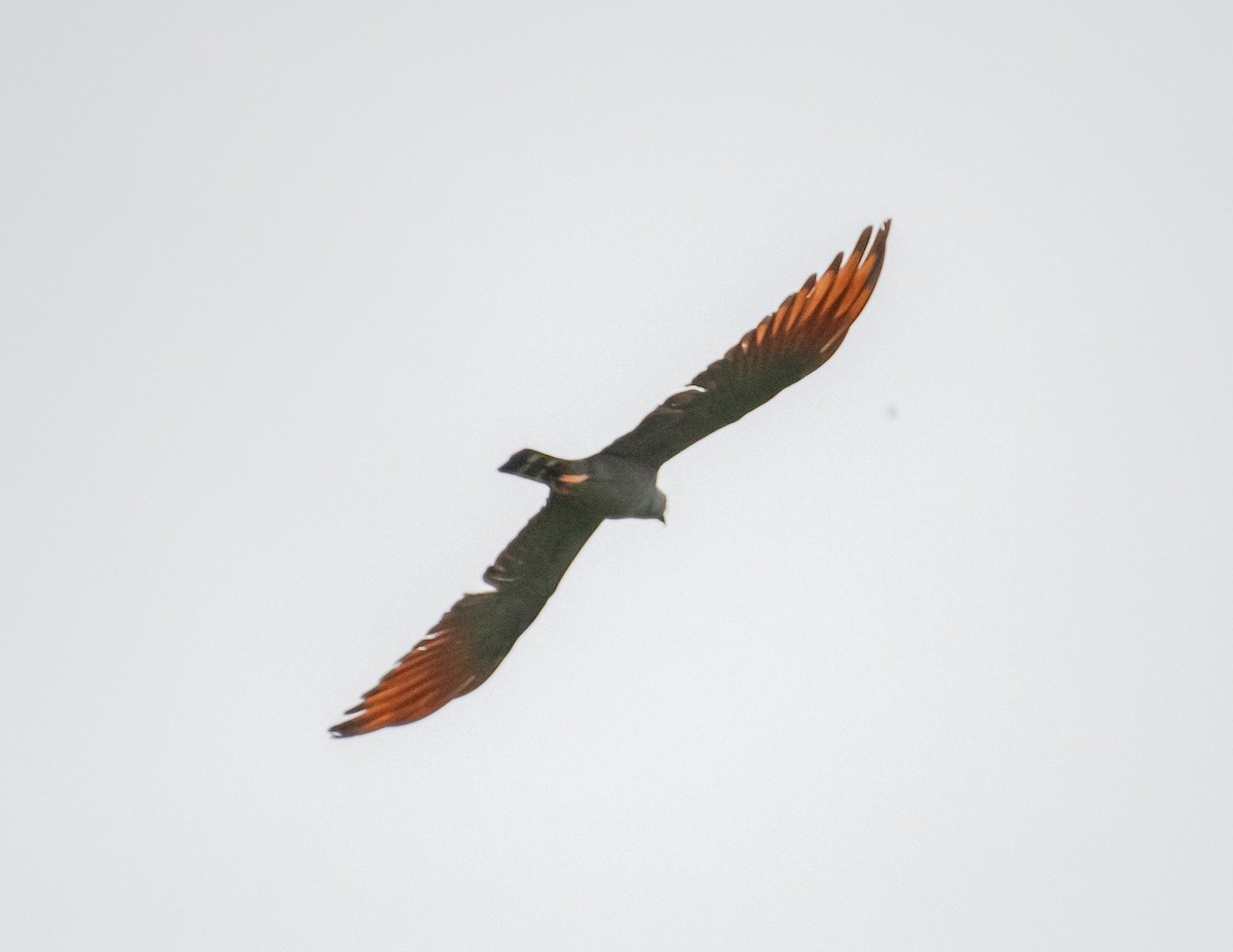 Plumbeous Kite - ML618473733