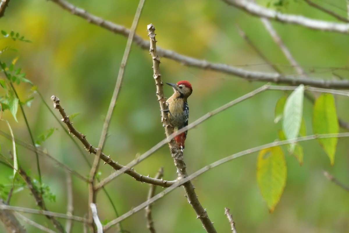 Himalayan Woodpecker - ML618473736