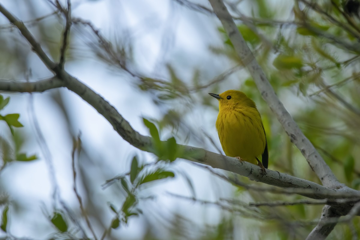 Yellow Warbler (Northern) - ML618473751