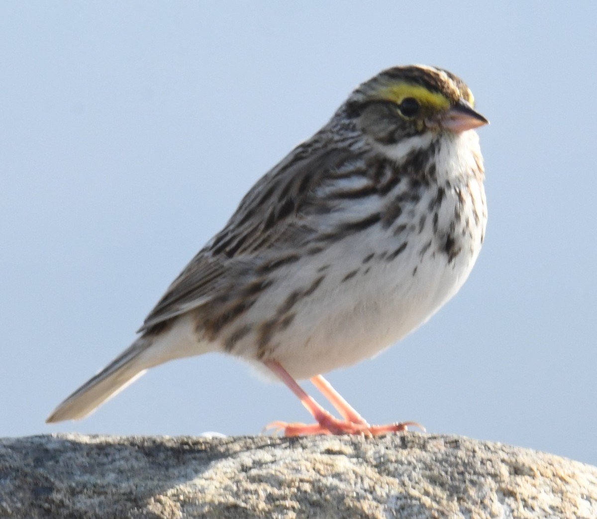 Savannah Sparrow - ML618473759