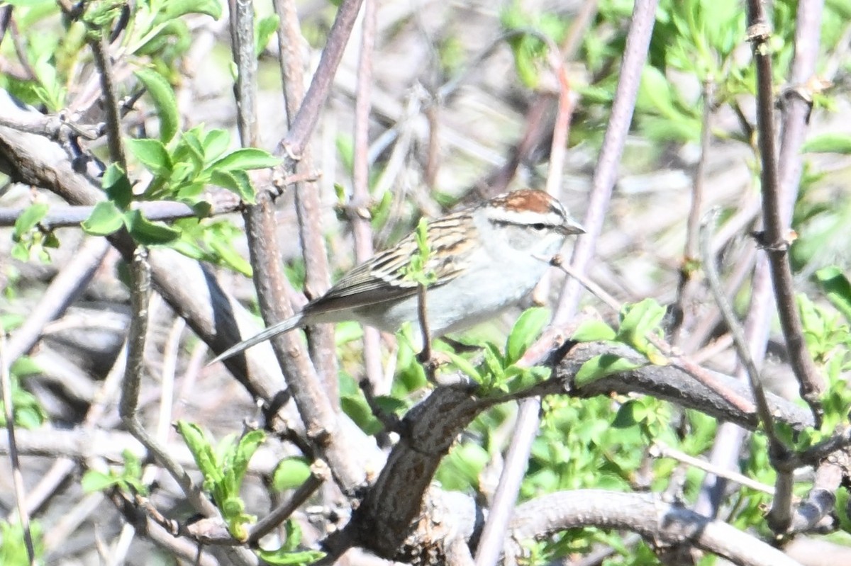 Chipping Sparrow - ML618473774