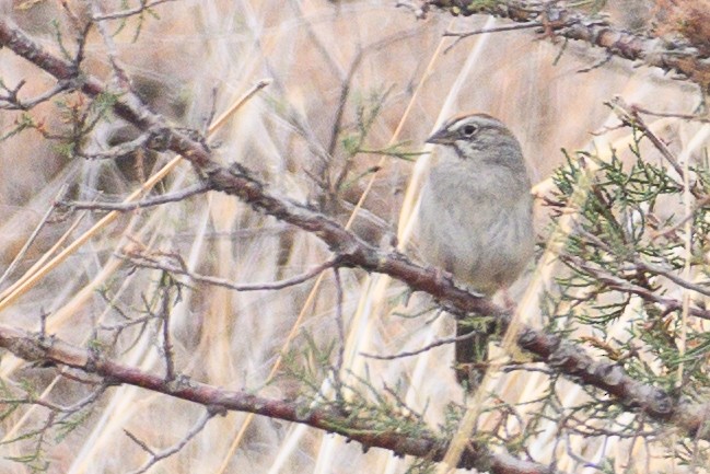 Rufous-crowned Sparrow - ML618473791