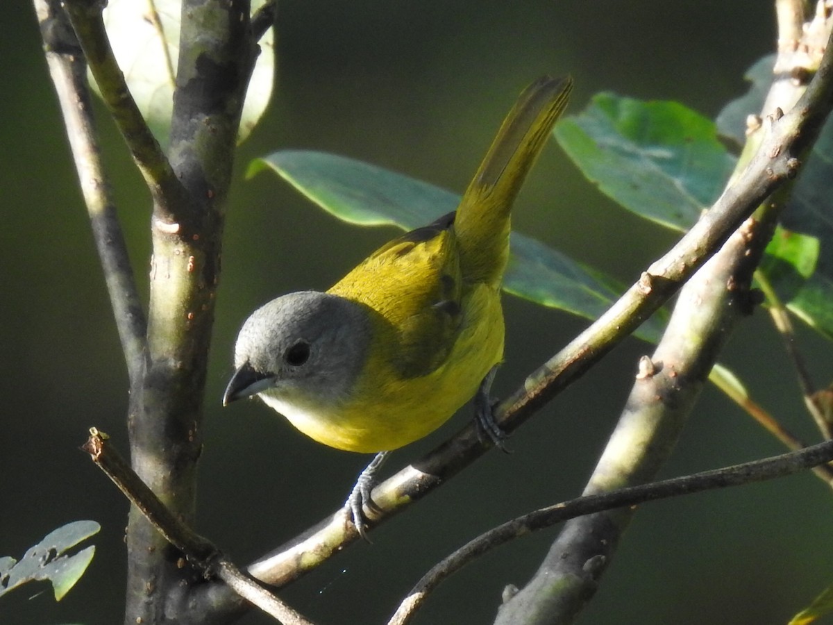 White-shouldered Tanager - ML618473798