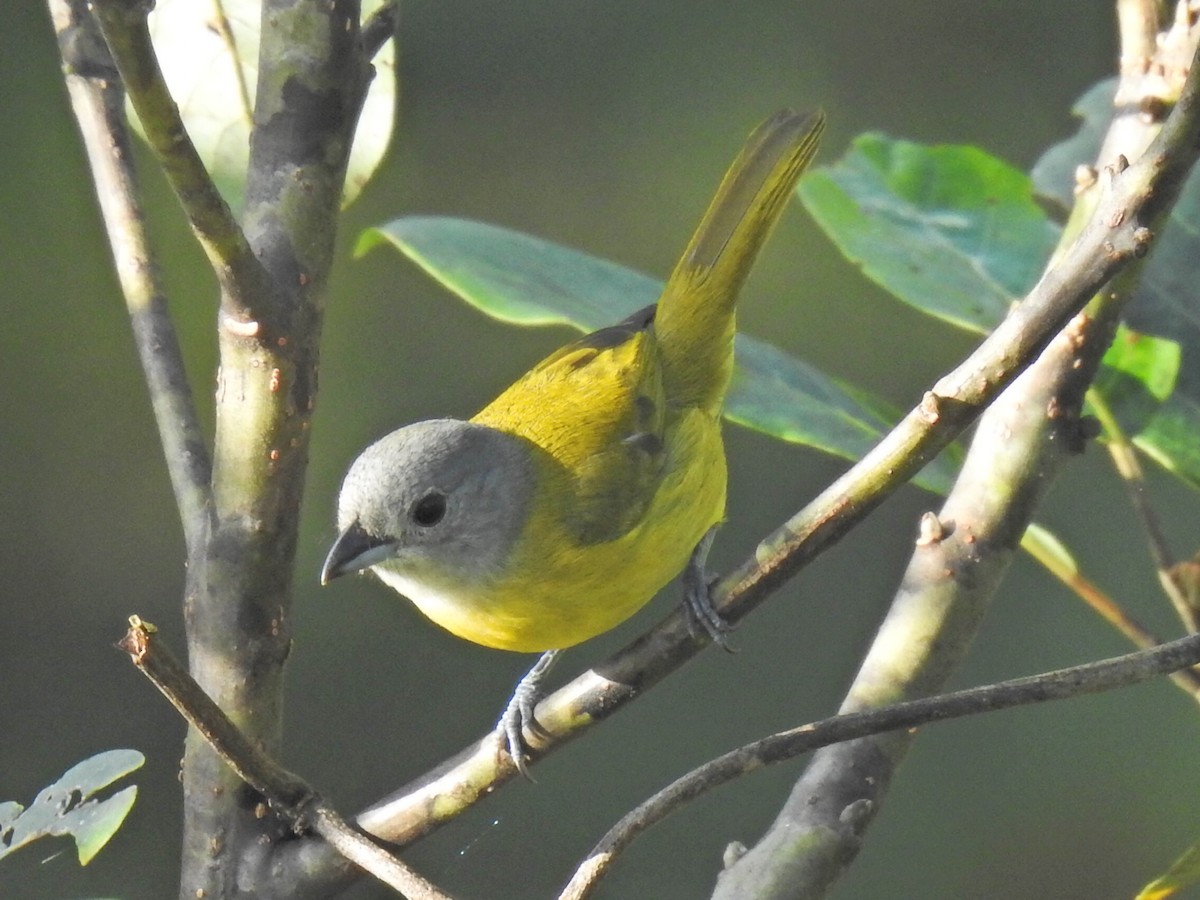 White-shouldered Tanager - ML618473800