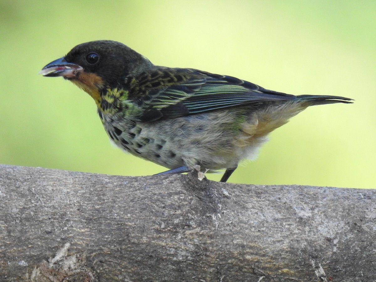 Rufous-throated Tanager - ML618473831