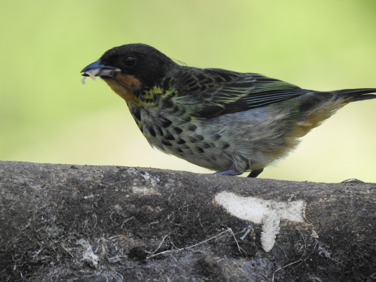 Rufous-throated Tanager - ML618473832