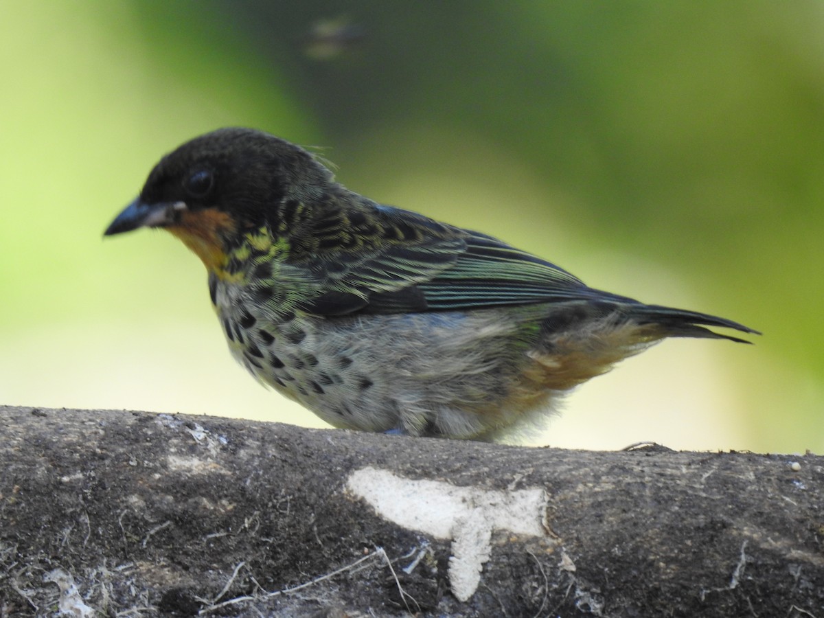 Rufous-throated Tanager - ML618473833