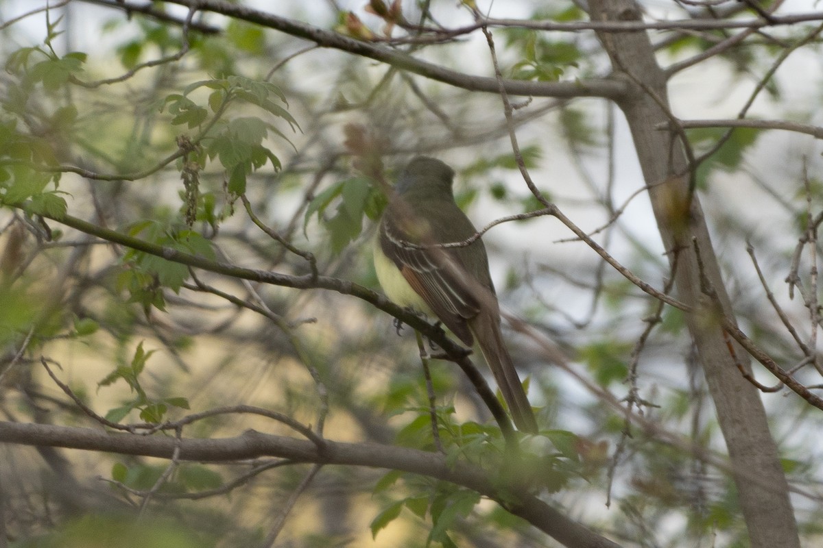 Great Crested Flycatcher - ML618473834