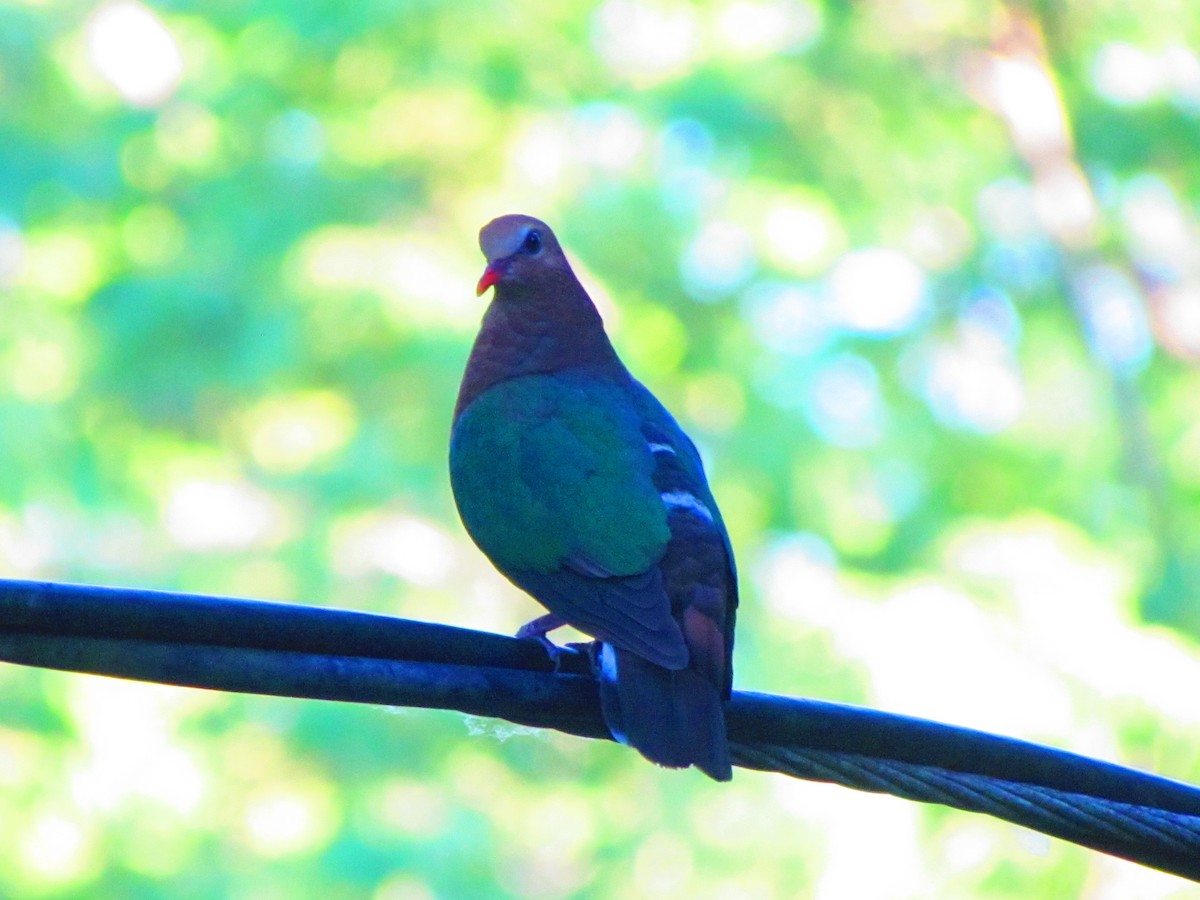 holub zelenokřídlý - ML618473859
