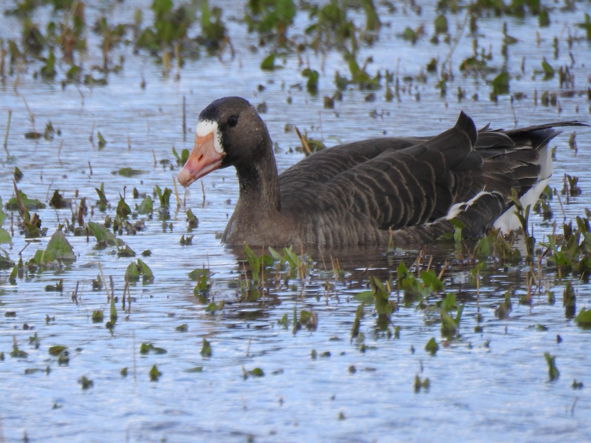 Greater White-fronted Goose - Ruth Schrock