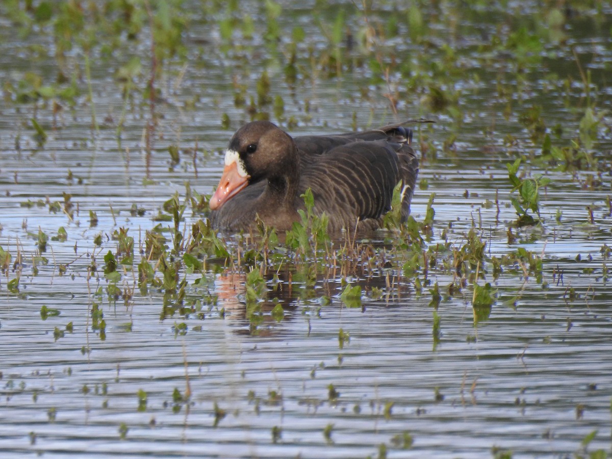 Greater White-fronted Goose - ML618473863