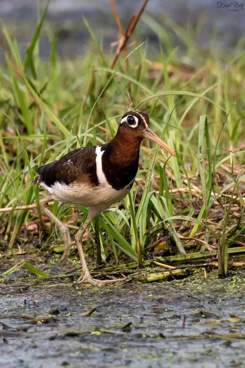 Greater Painted-Snipe - ML618473865