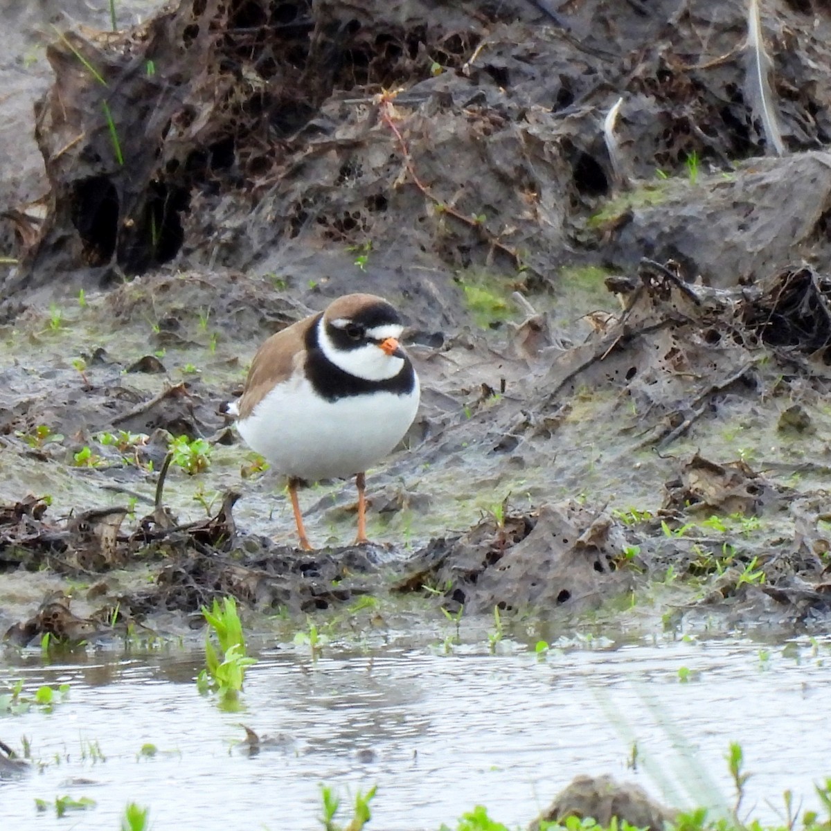 Semipalmated Plover - ML618473900