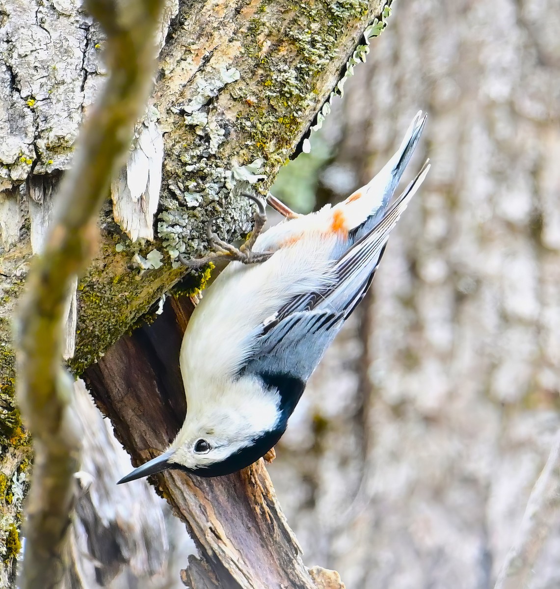 White-breasted Nuthatch - ML618473966