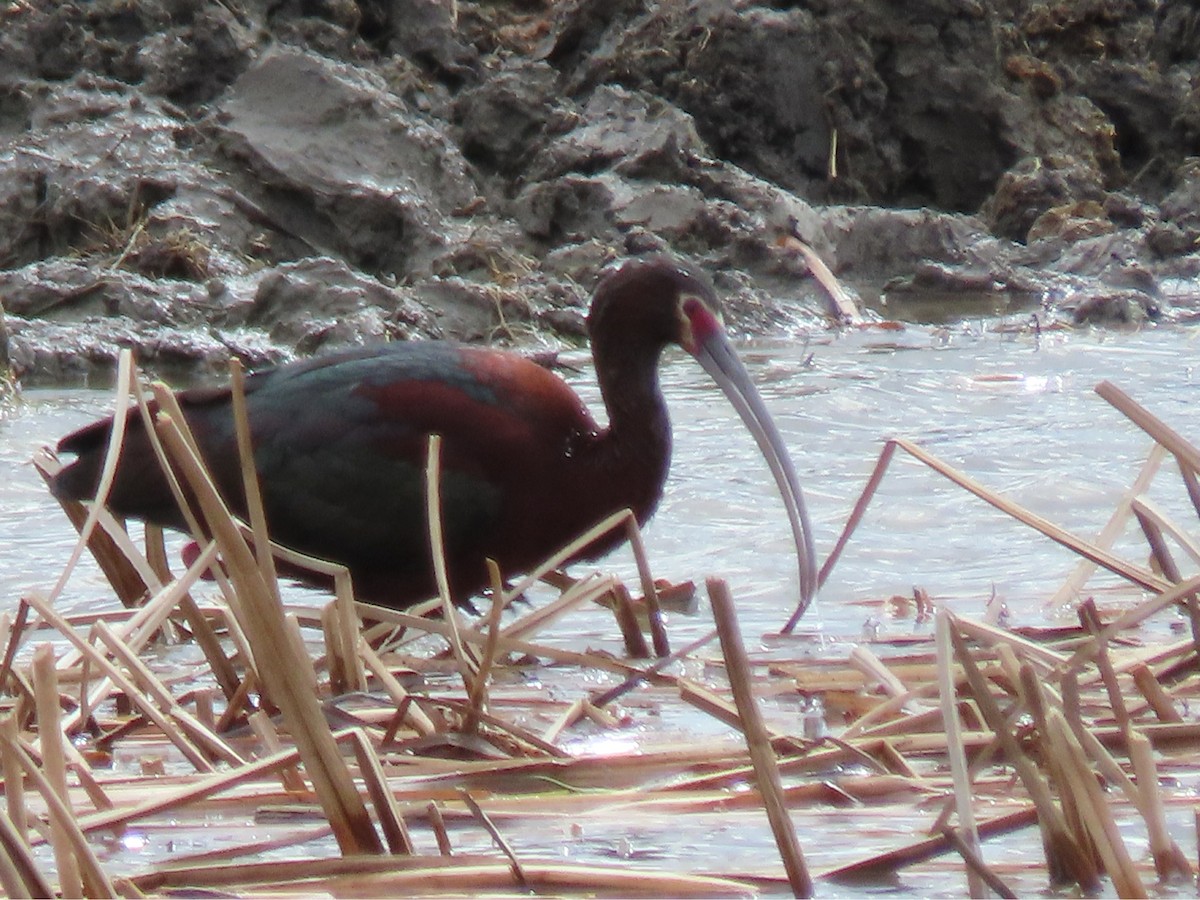ibis americký - ML618473970