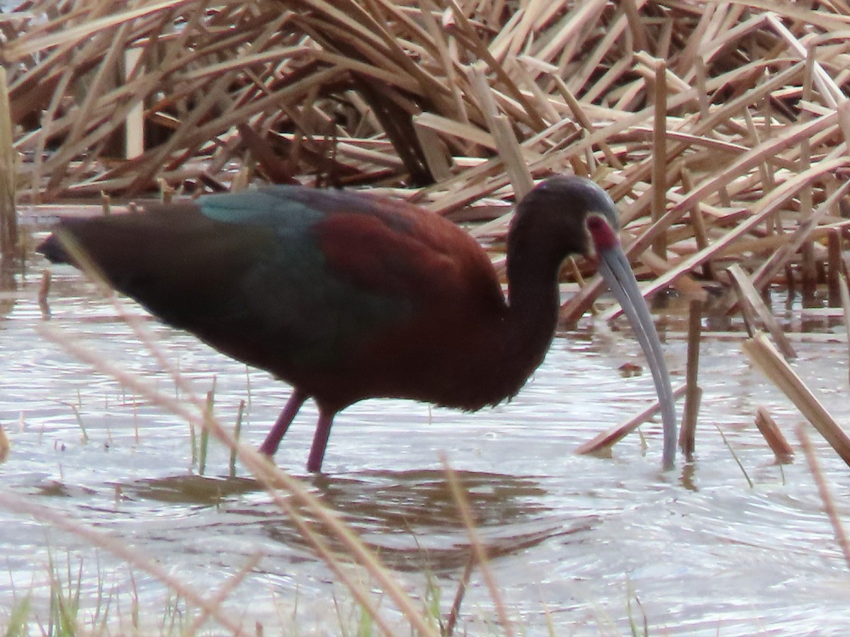 White-faced Ibis - Laurie Koepke