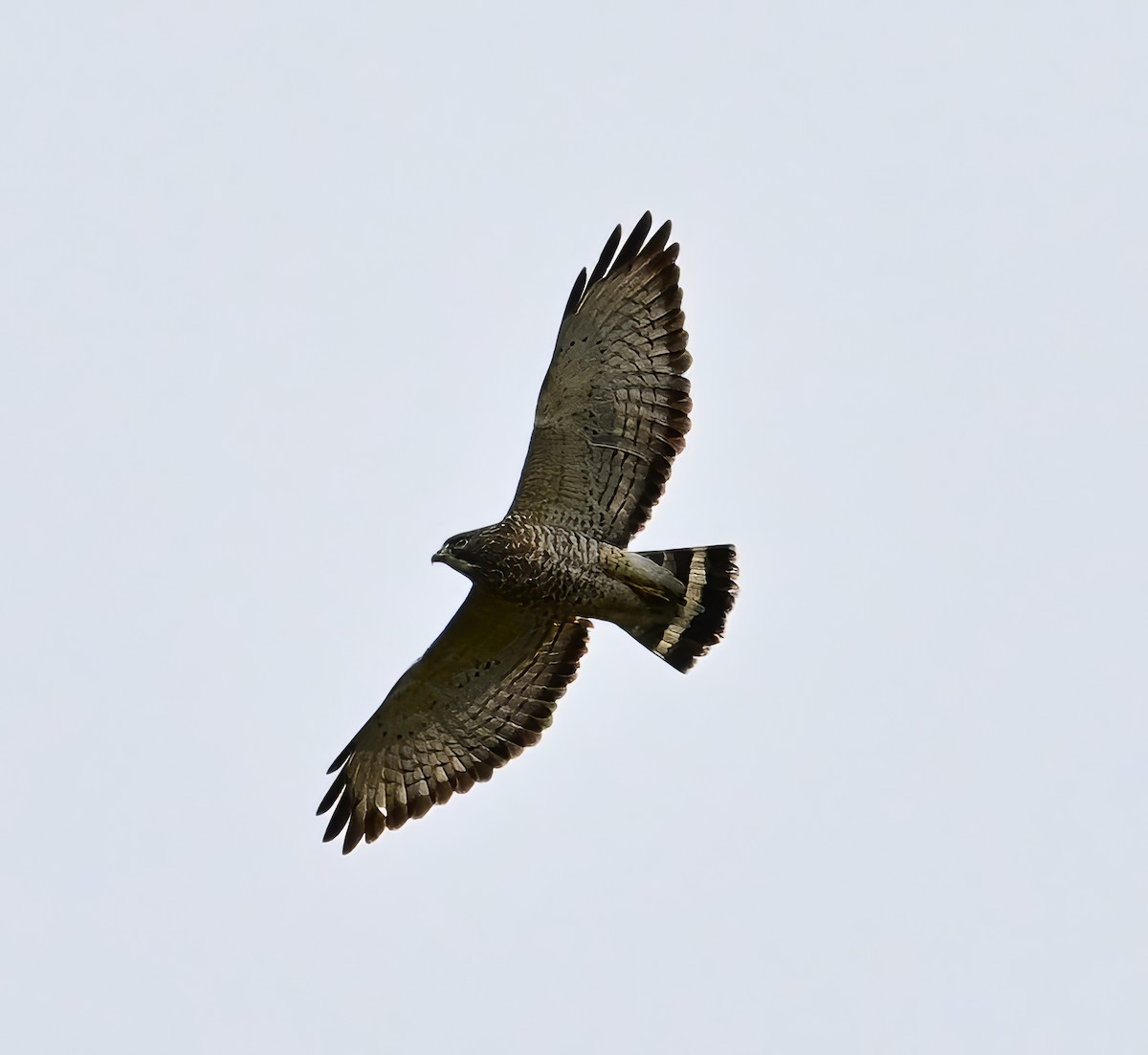 Broad-winged Hawk - ML618473980
