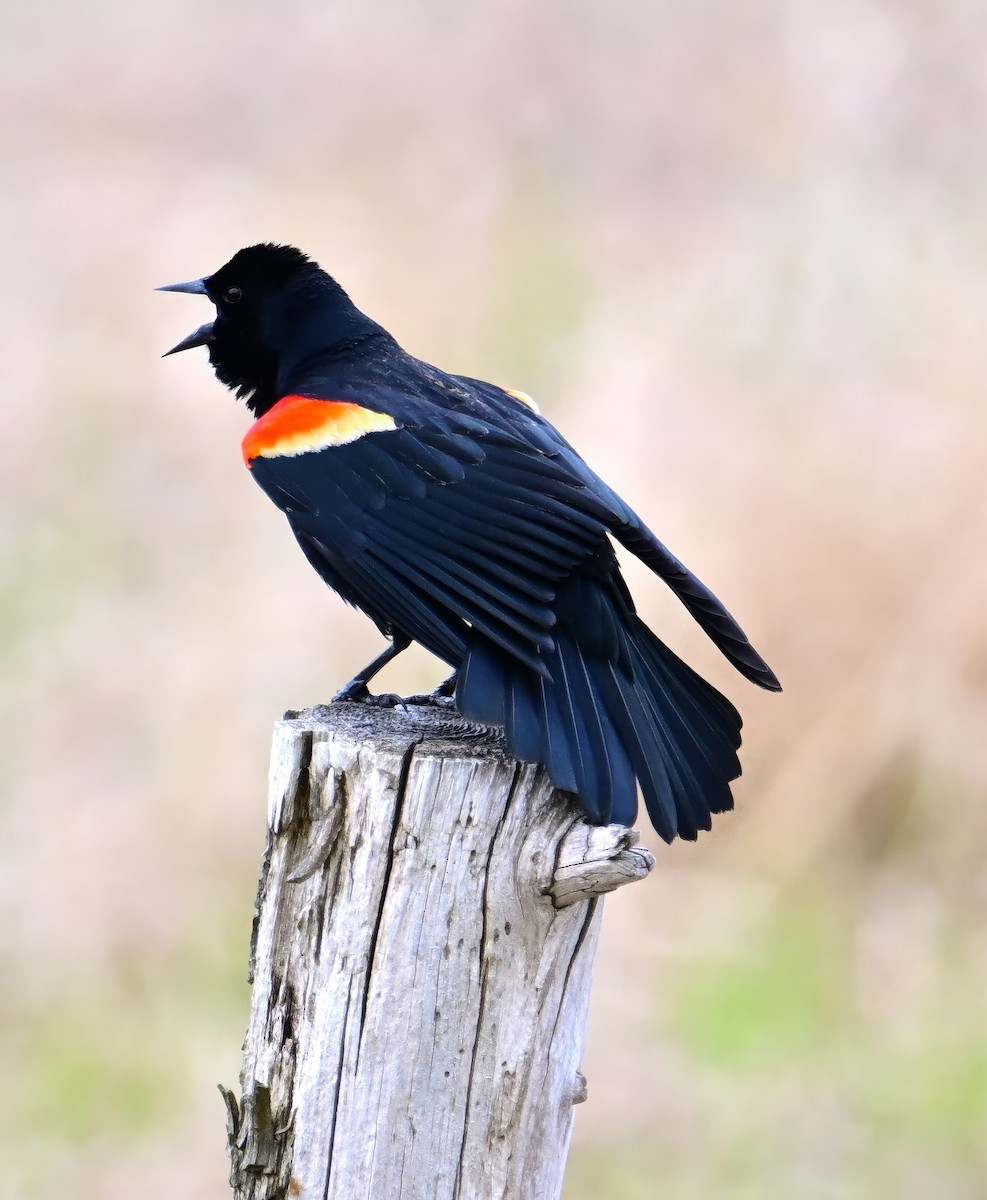 Red-winged Blackbird - ML618473998