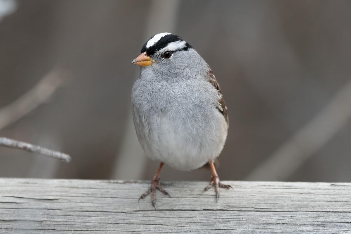White-crowned Sparrow - ML618474051