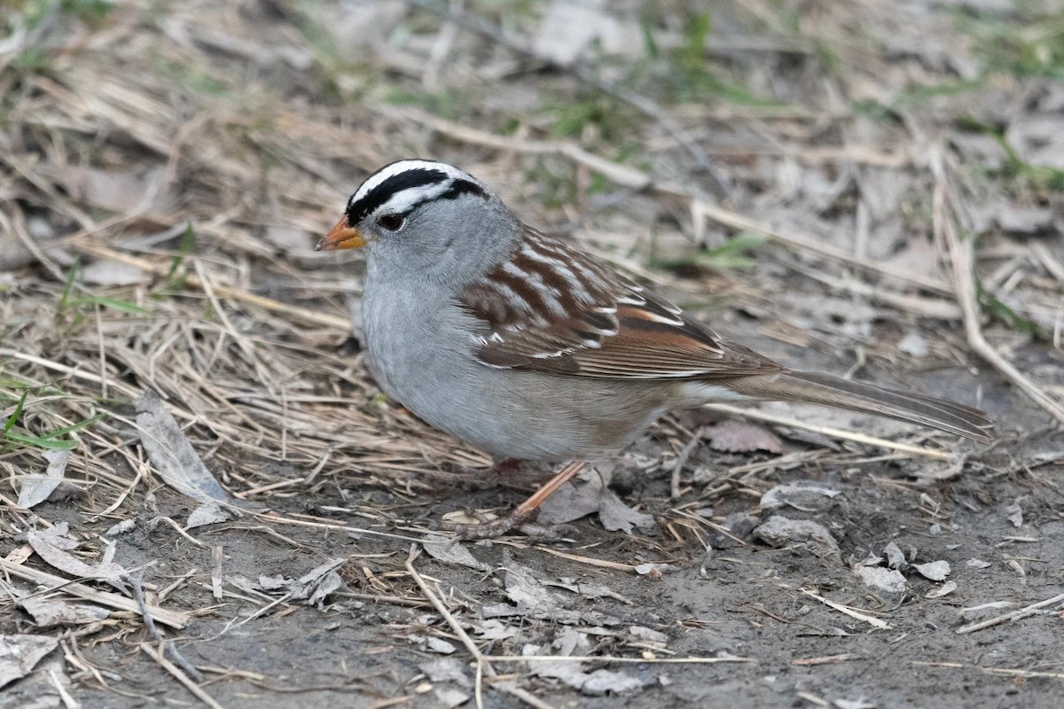 White-crowned Sparrow - Peter North