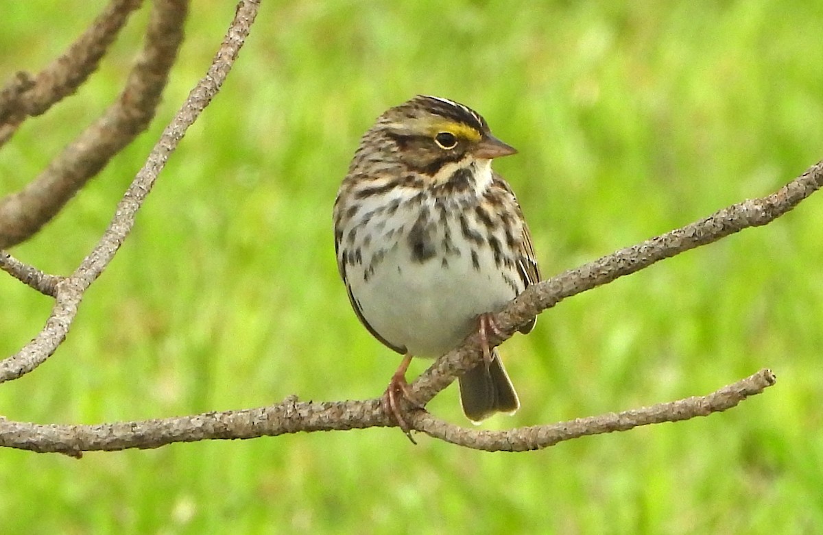 Savannah Sparrow - ML618474054