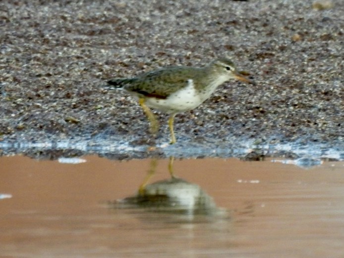 Spotted Sandpiper - Esther and Gyula Mackinlay - Gergely