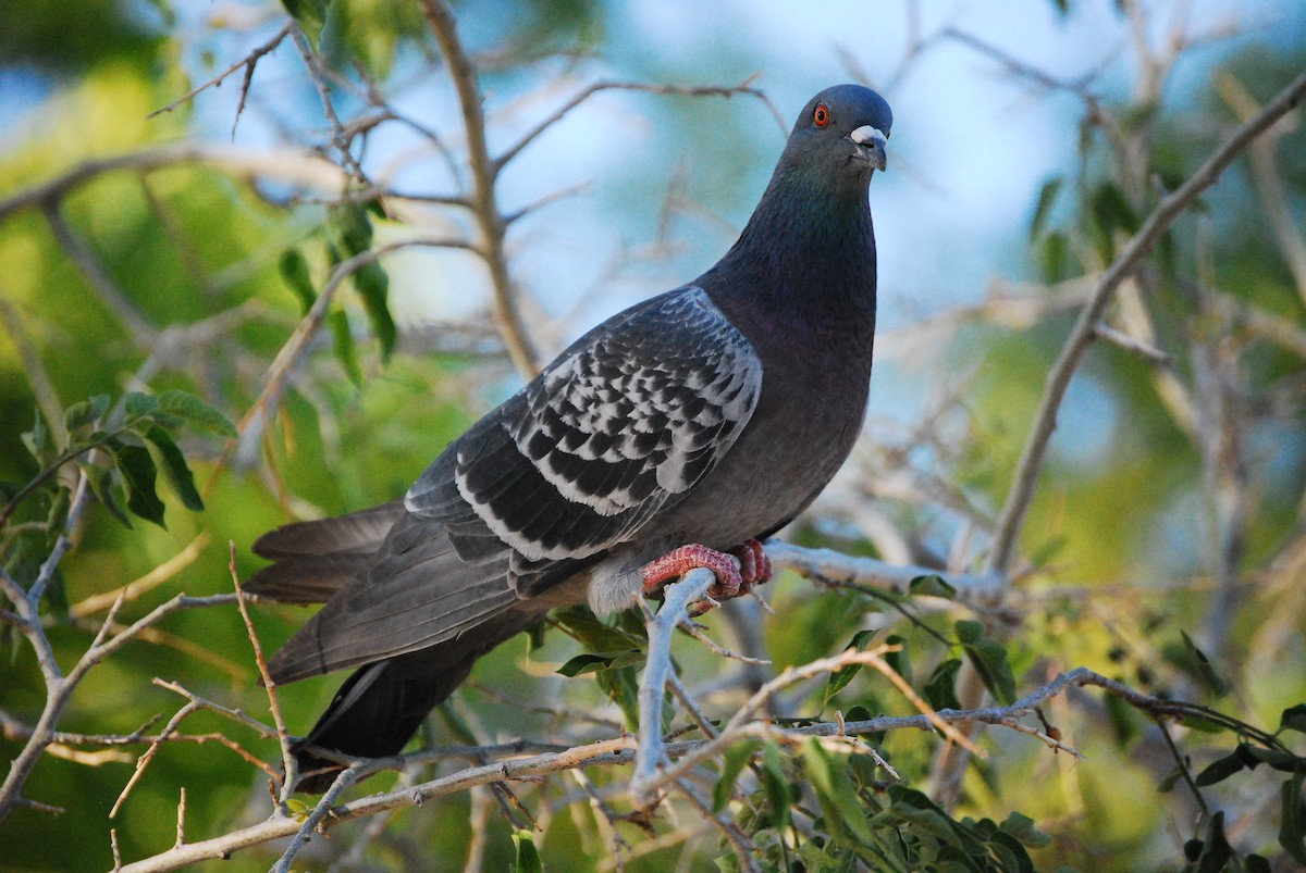Rock Pigeon (Feral Pigeon) - ML618474080