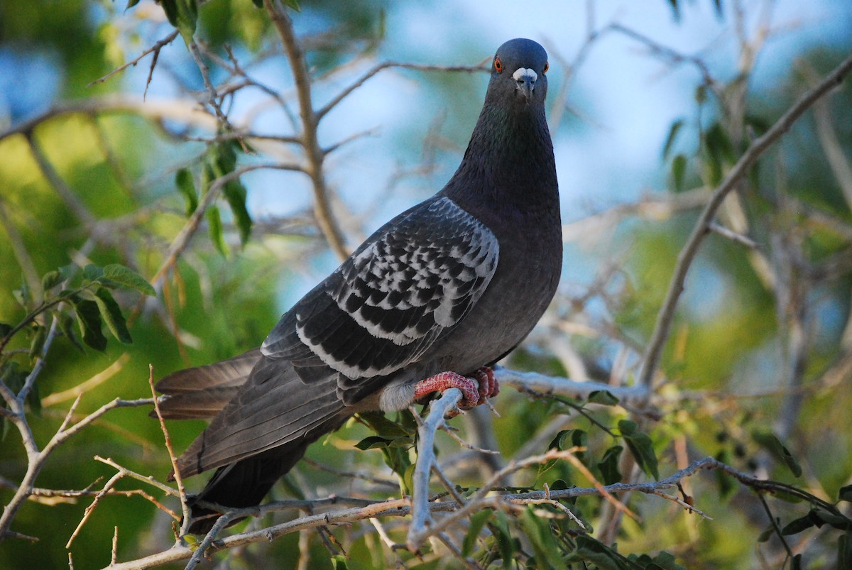 Rock Pigeon (Feral Pigeon) - ML618474081