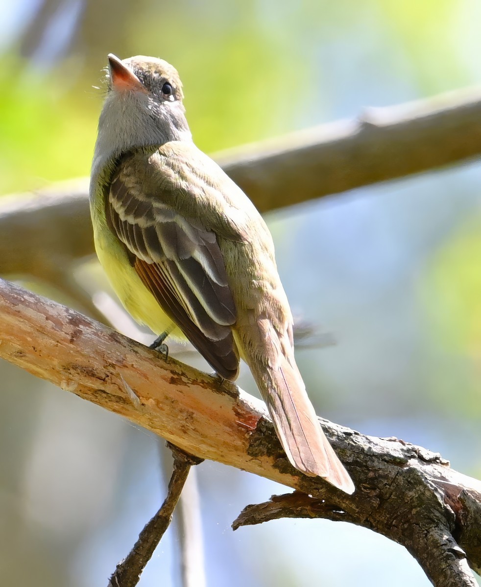 Great Crested Flycatcher - ML618474109