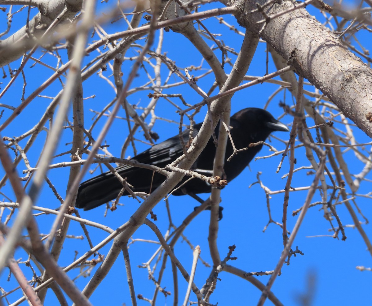 American Crow - ML618474113