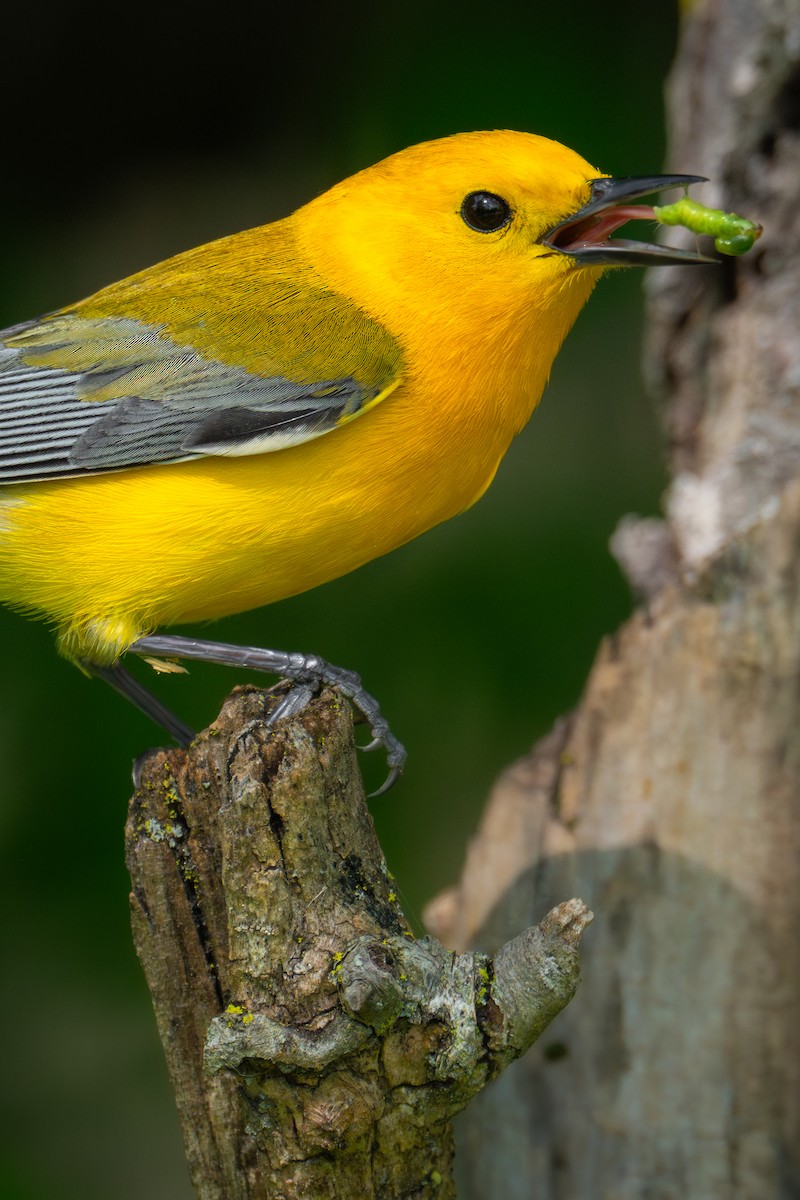 Prothonotary Warbler - ML618474175