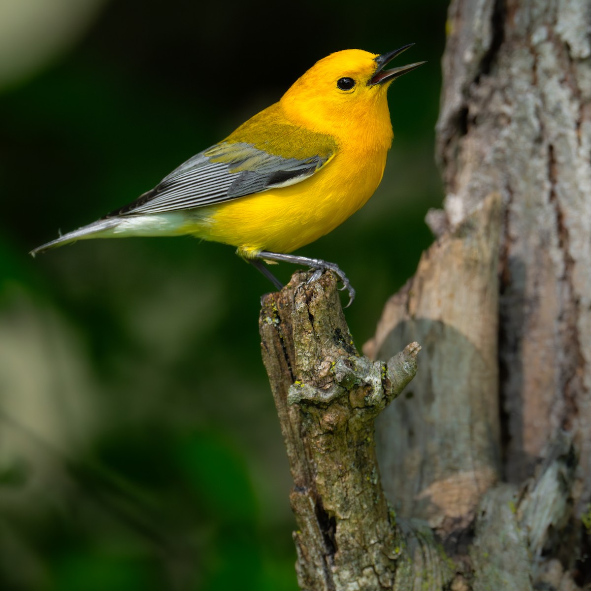 Prothonotary Warbler - ML618474178