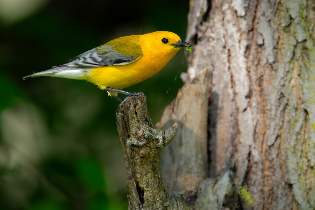 Prothonotary Warbler - ML618474179