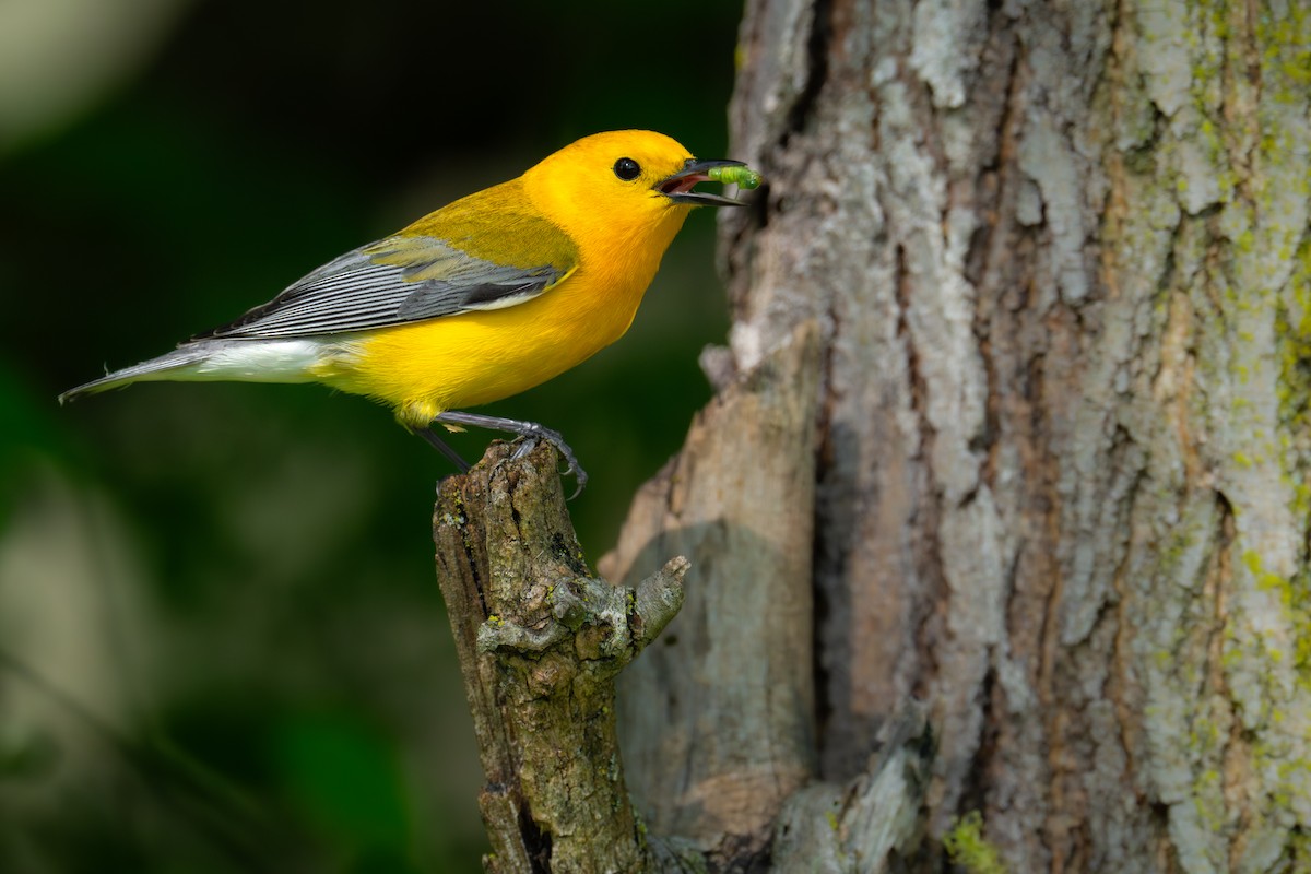 Prothonotary Warbler - ML618474180