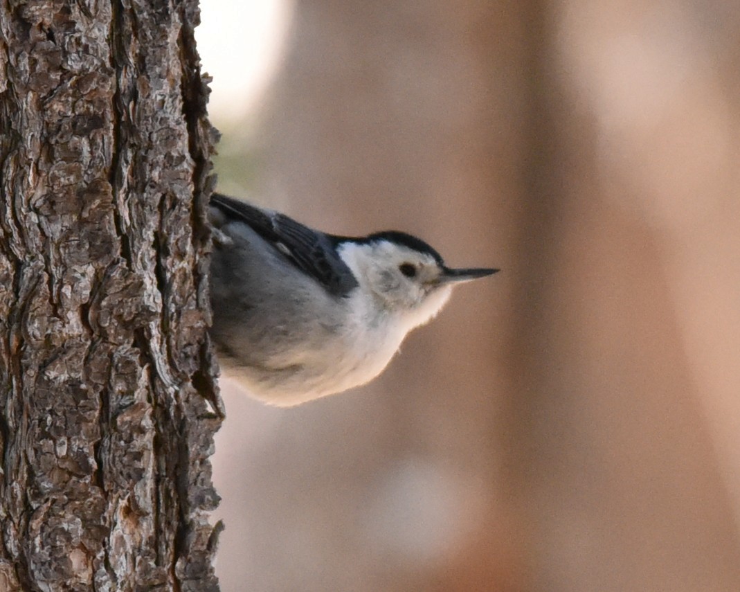 White-breasted Nuthatch - ML618474183