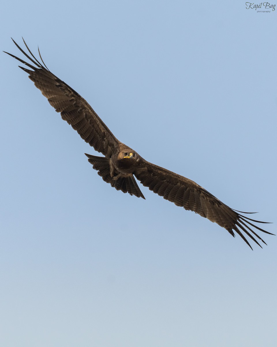 Indian Spotted Eagle - ML618474298