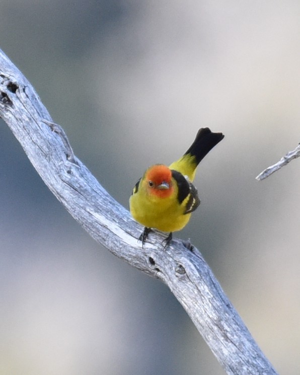 Western Tanager - ML618474304