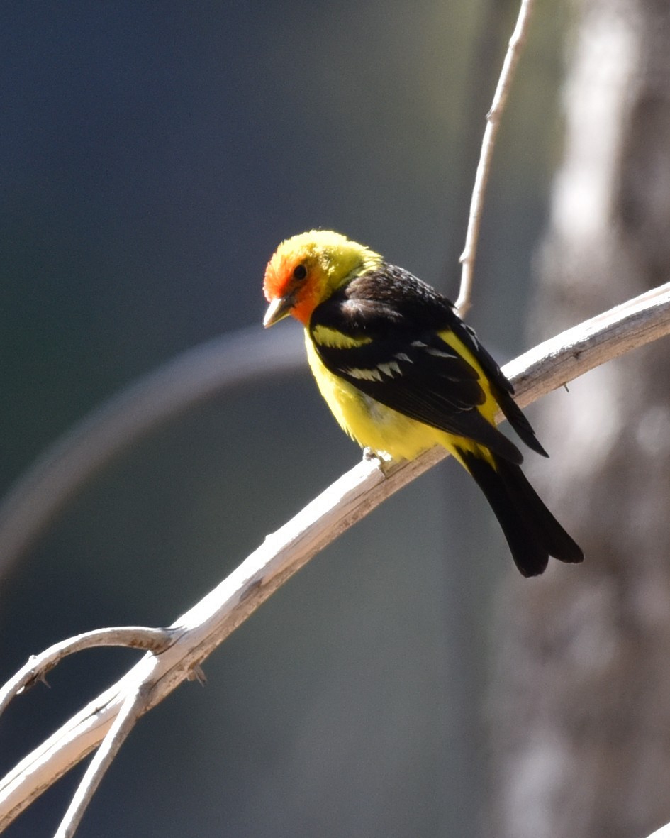 Western Tanager - ML618474305