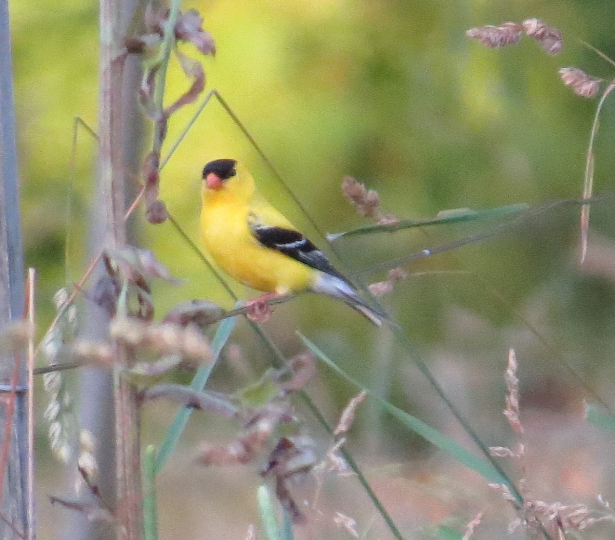 American Goldfinch - valerie heemstra