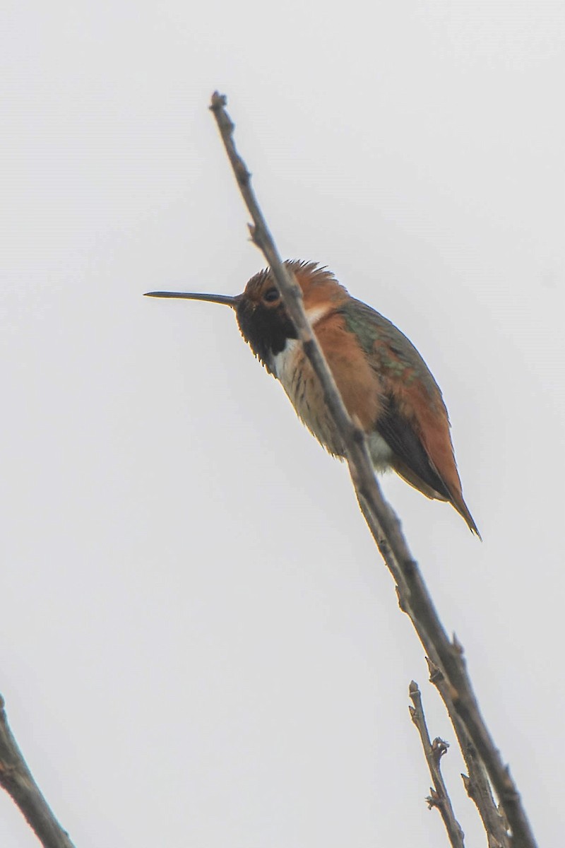 Allen's Hummingbird - ML618474324