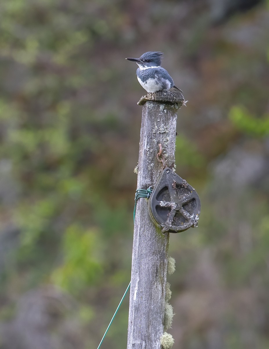 Belted Kingfisher - ML618474335