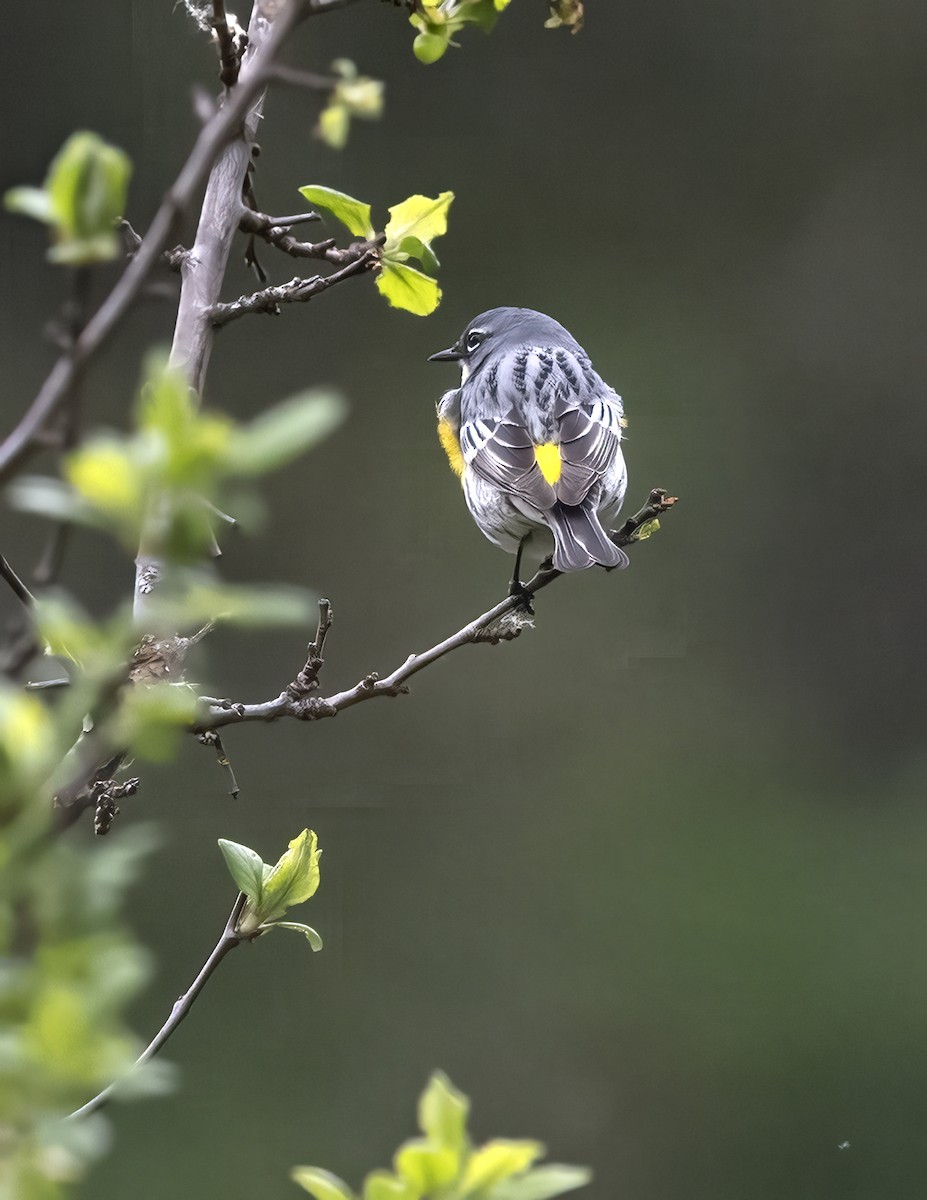 Yellow-rumped Warbler - ML618474381