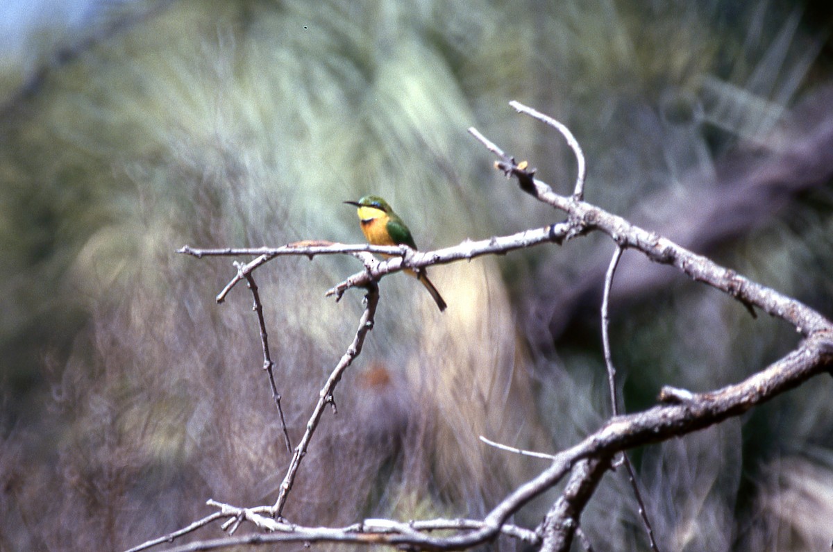 Little Bee-eater - ML618474402