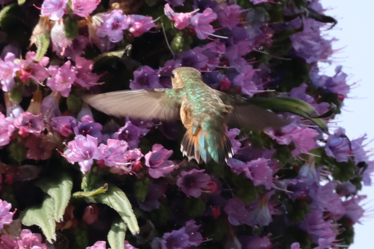 Allen's Hummingbird - ML618474407