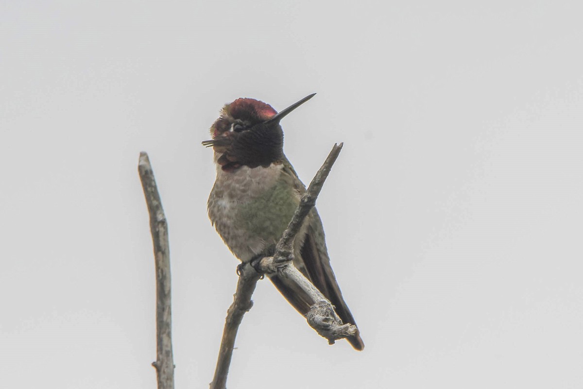 Anna's Hummingbird - ML618474409