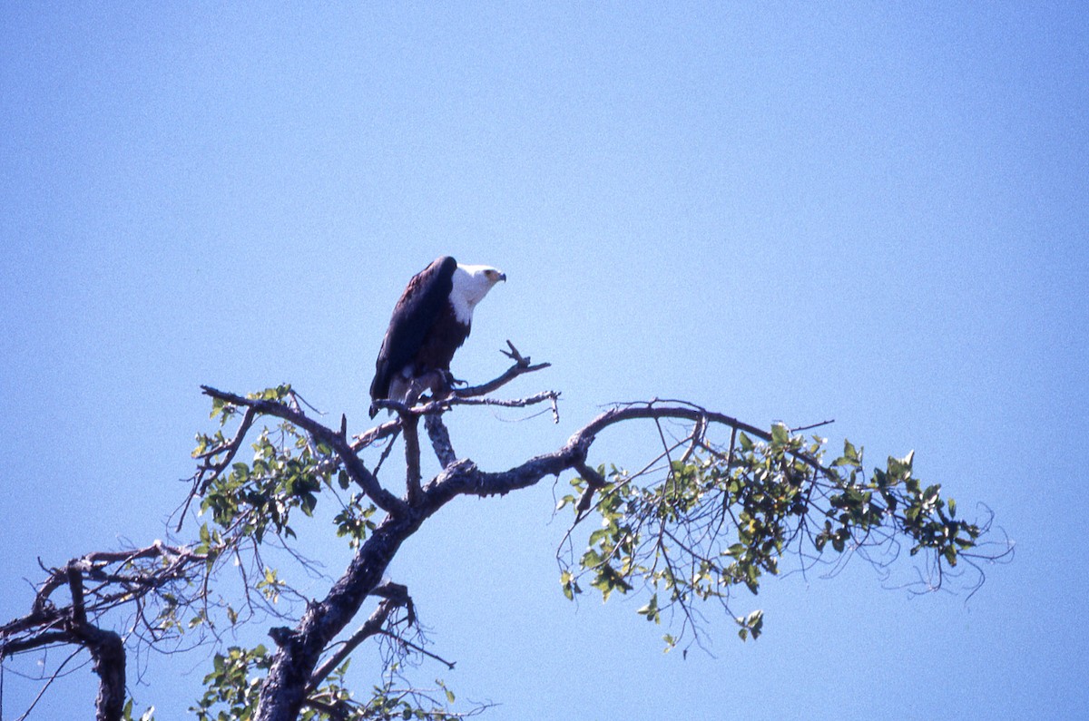 African Fish-Eagle - ML618474423