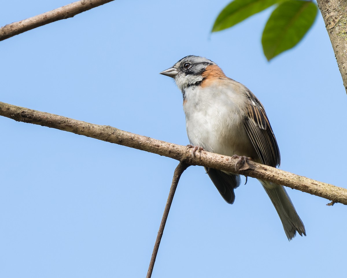 Rufous-collared Sparrow - ML618474428
