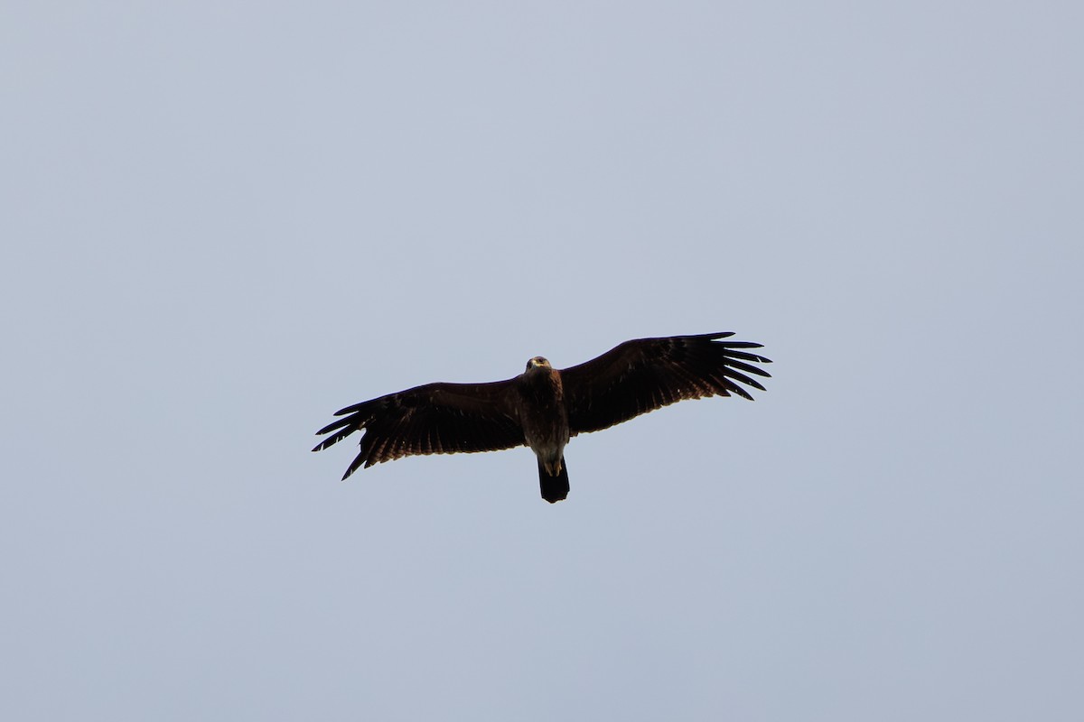 Lesser Spotted Eagle - ML618474453