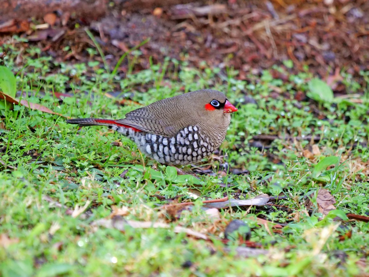 Red-eared Firetail - ML618474473